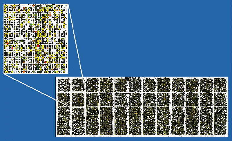 Изображение:Microarray2.gif