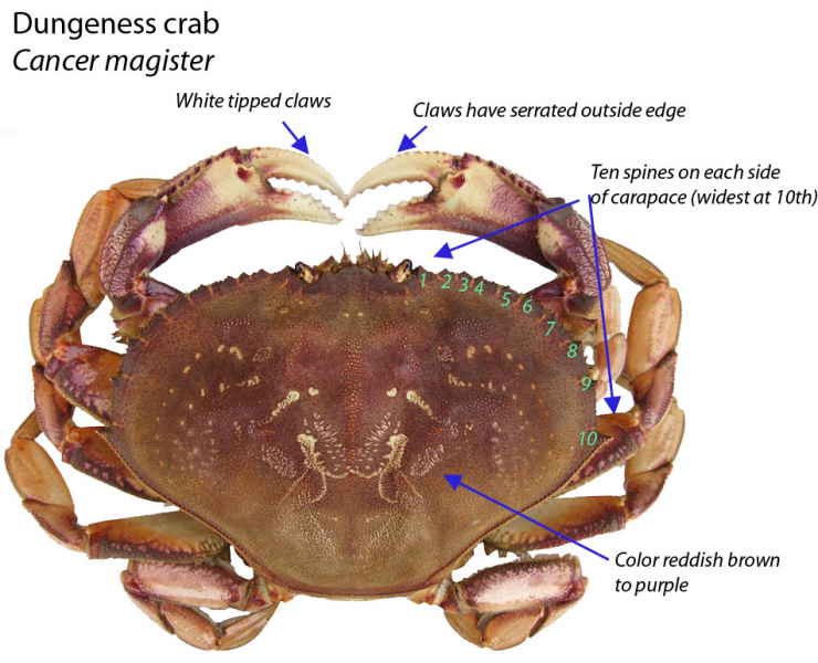 Изображение:Dungeness ID ODFW.png