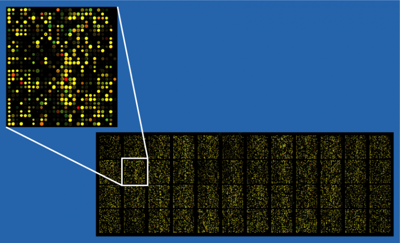 Изображение:Microarray2.png